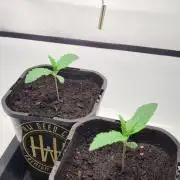 AnanaZ🍍 (will be my next addiction)