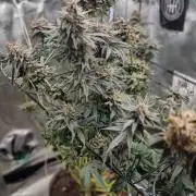 AnanaZ🍍 (will be my next addiction)