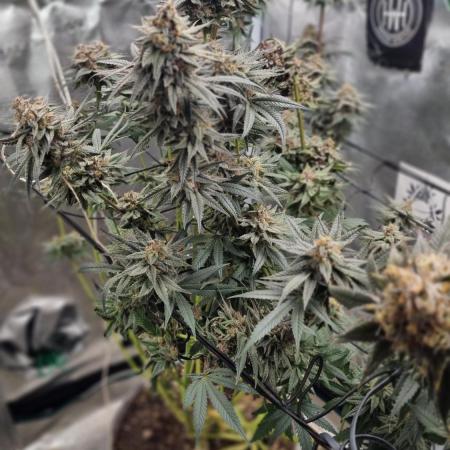 AnanaZ🍍 (will be my next addiction)