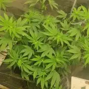 Criminal Seeds: Carbon Filter X OG kush