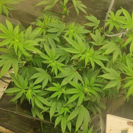 Criminal Seeds: Carbon Filter X OG kush