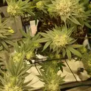 Criminal Seeds: Carbon Filter X OG kush