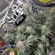 Criminal Seeds: Carbon Filter X OG kush