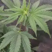 PERFORMANCE RUN HWSEEDS & CRIMINALS EEDS