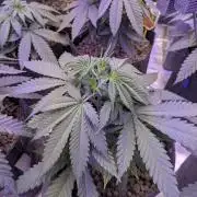 RS11 x Banana OG