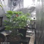 Criminal Seeds: Carbon Filter X OG kush