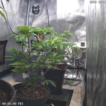 Criminal Seeds: Carbon Filter X OG kush