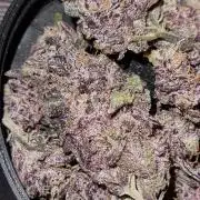 AnanaZ🍍 (will be my next addiction)