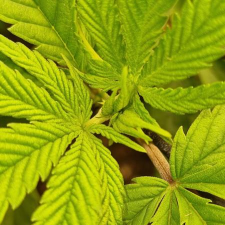 AnanaZ🍍 (will be my next addiction)