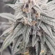 AnanaZ🍍 (will be my next addiction)