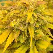 PERFORMANCE RUN HWSEEDS & CRIMINALS EEDS