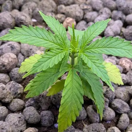 RS11 x Banana OG