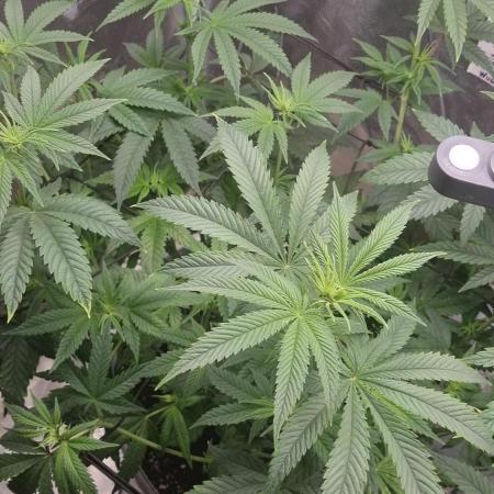 AnanaZ 🍍  and Carbon Filter X OG kush