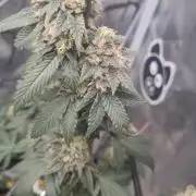 Criminal Seeds: Carbon Filter X OG kush