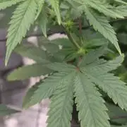 AnanaZ π and Carbon Filter X OG kush