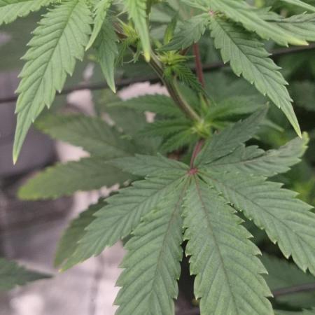 AnanaZ 🍍  and Carbon Filter X OG kush