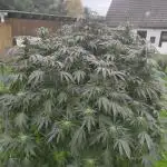 White Widow l 3