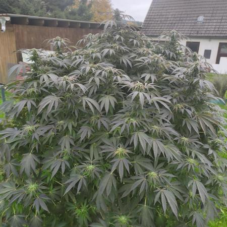 White Widow l 3