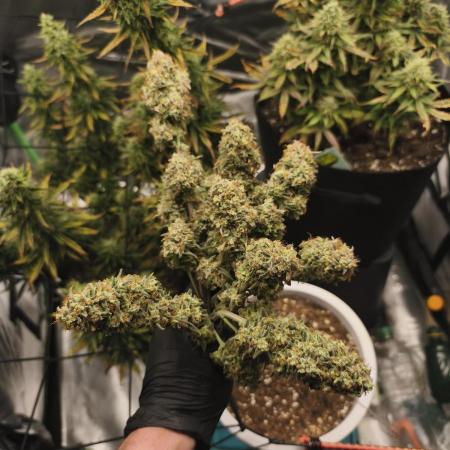 Gorilla 🦍 GG4 (A) Test