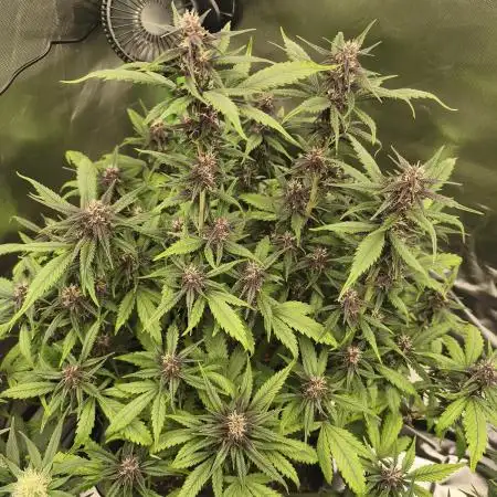 Dark Devil Auto