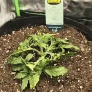 Gorilla 🦍 GG4 (C) Test