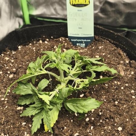 Gorilla 🦍 GG4 (C) Test