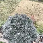 White Widow | 2