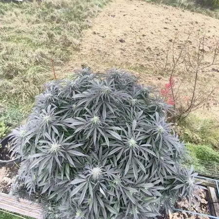 White Widow | 2