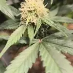 Royal Kush Auto
