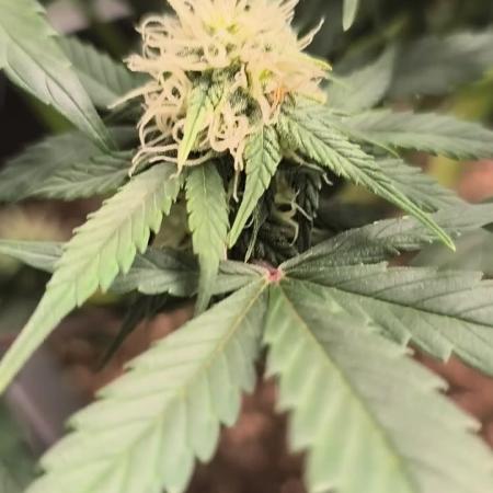 Royal Kush Auto