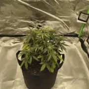 Gorilla 🦍 GG4 (C) Test