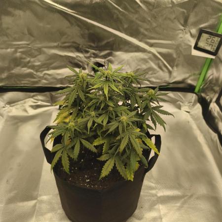 Gorilla 🦍 GG4 (C) Test