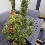 Strawberry Smile Auto - Bud Voyage
