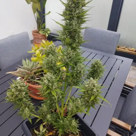 Strawberry Smile Auto - Bud Voyage