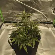 Gorilla 🦍 GG4 (A) Test