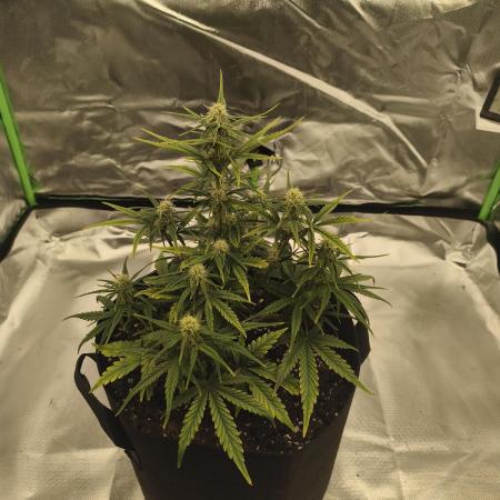 Gorilla 🦍 GG4 (A) Test