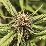 Dark Devil Auto