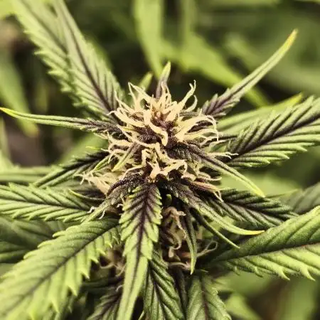 Dark Devil Auto