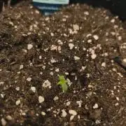 Gorilla 🦍 GG4 (A) Test