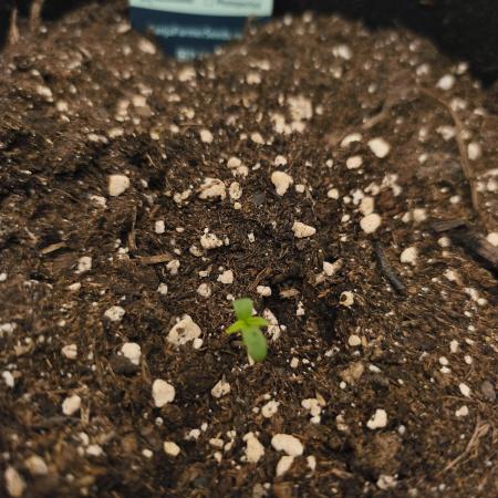 Gorilla 🦍 GG4 (A) Test