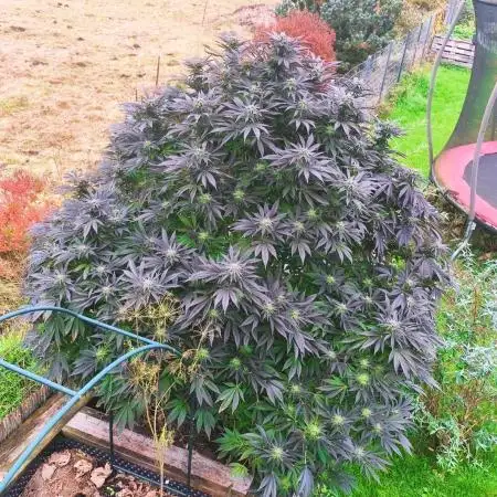 White Widow