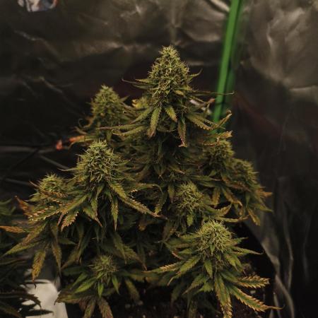 Gorilla 🦍 GG4 (C) Test