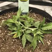 Gorilla 🦍 GG4 (A) Test