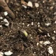 Gorilla 🦍 GG4 (C) Test