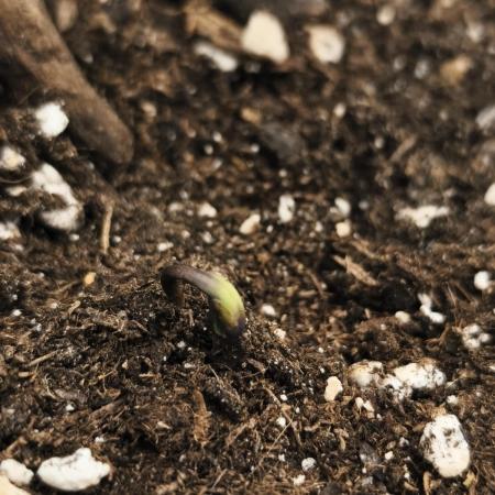 Gorilla 🦍 GG4 (C) Test