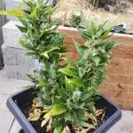 Mutant|Bubble Kush Cake Auto