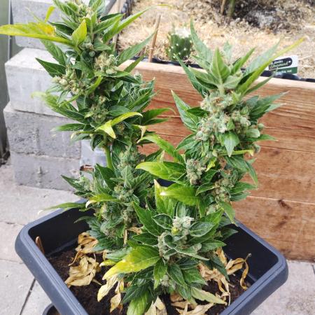 Mutant|Bubble Kush Cake Auto