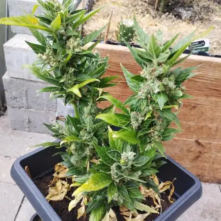 Mutant|Bubble Kush Cake Auto
