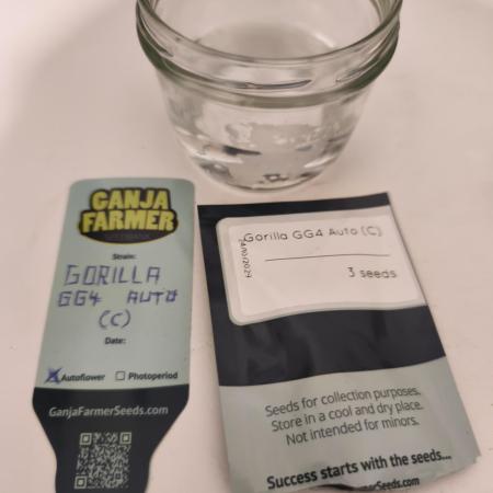 Gorilla 🦍 GG4 (C) Test