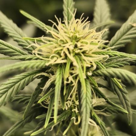 Royal Kush Auto